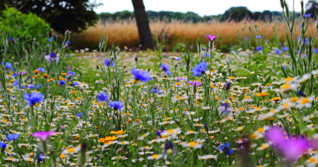 Solstitiul de vara 2019. 21 iunie, cea mai lunga zi a anului care marcheaza inceputul verii astronomice/ VIDEO