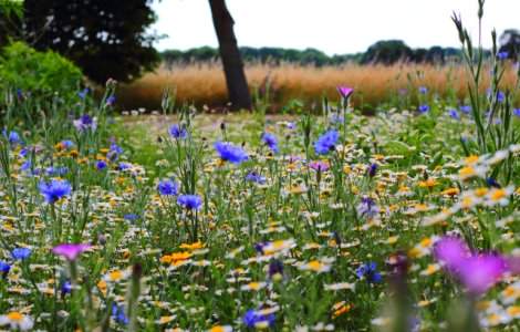 Solstitiul de vara 2019. 21 iunie, cea mai lunga zi a anului care marcheaza inceputul verii astronomice/ VIDEO