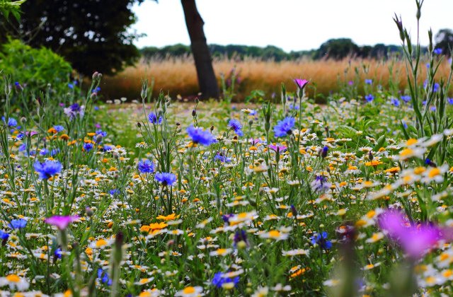 Solstitiul de vara 2019. 21 iunie, cea mai lunga zi a anului care marcheaza inceputul verii astronomice/ VIDEO