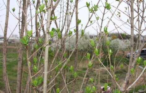 'Bucurestiul Respira' prin 800 de noi copaci plantati