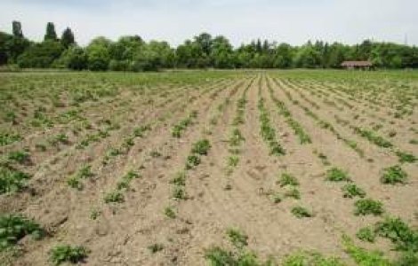 Persoanele in varsta sunt "stapanii" terenurilor agricole