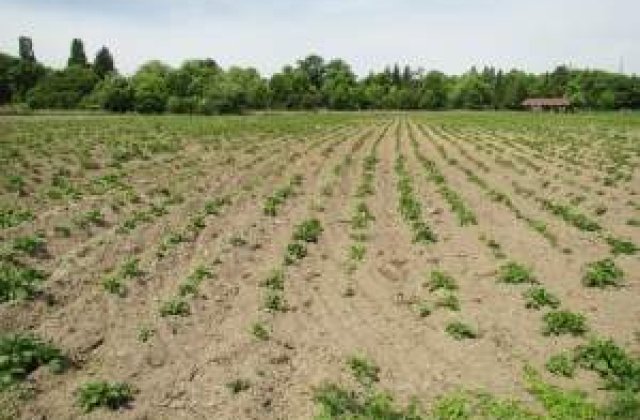 Persoanele in varsta sunt "stapanii" terenurilor agricole