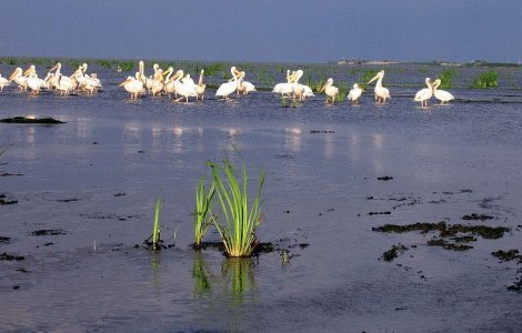 Vanatoarea reintrodusa in Delta Dunarii: Se apropie "macelul"?