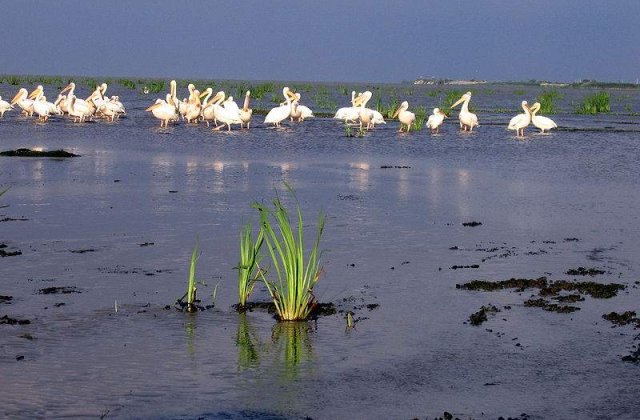 Vanatoarea reintrodusa in Delta Dunarii: Se apropie "macelul"?
