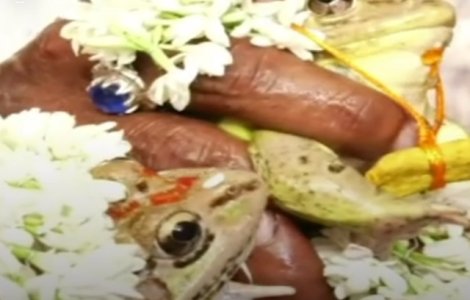 Doua broaste au fost casatorite in cadrul unei ceremonii inedite in India, dupa valul de caldura din tara