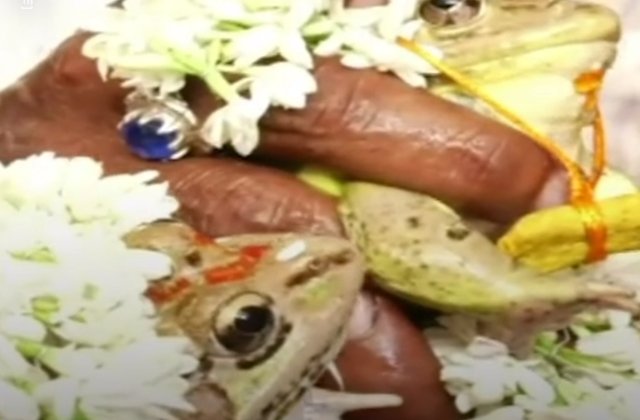 Doua broaste au fost casatorite in cadrul unei ceremonii inedite in India, dupa valul de caldura din tara