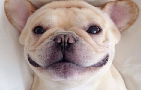  Top  Stau la poza mai bine decat tine! 10+ animale care au cele mai cool se