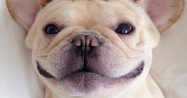  Top  Stau la poza mai bine decat tine! 10+ animale care au cele mai cool se