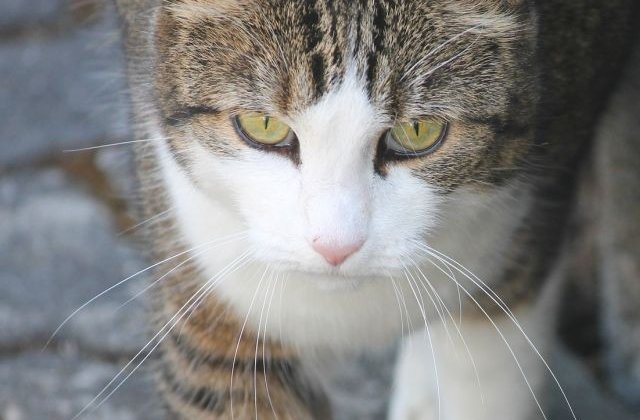 O pisica a supravietuit dupa ce a parcurs 60 km blocata sub capota unei masini/ FOTO