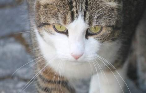 O pisica a supravietuit dupa ce a parcurs 60 km blocata sub capota unei masini/ FOTO