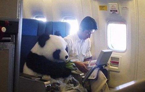  Top  10 cele mai bizare (si amuzante) intamplari din avion, in imagini de-a dreptul hilare