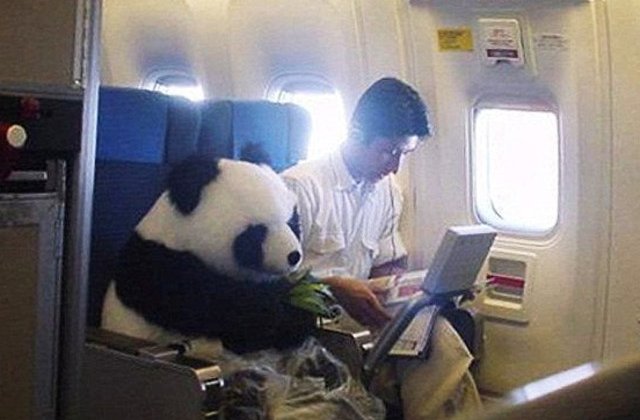 10 cele mai bizare (si amuzante) intamplari din avion, in imagini de-a dreptul hilare