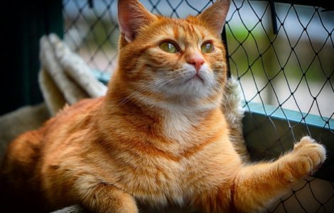 Pisica-vulpe, o specie noua de felina descoperita in Corsica / VIDEO