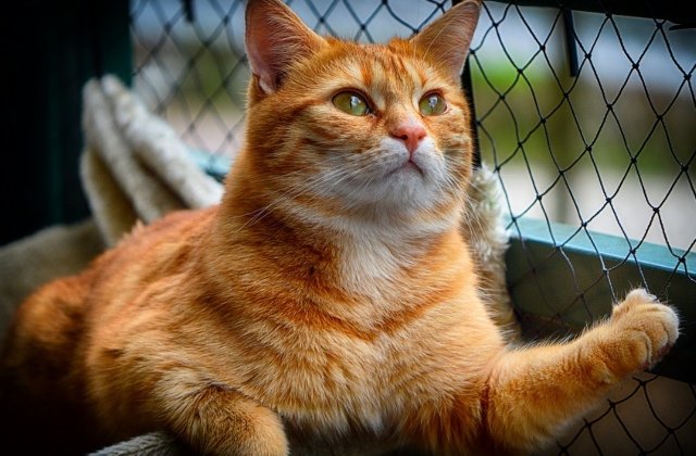 Pisica-vulpe, o specie noua de felina descoperita in Corsica / VIDEO