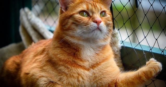 Pisica-vulpe, o specie noua de felina descoperita in Corsica / VIDEO