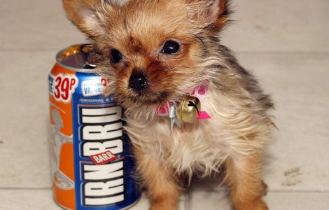 Tilly: Un Chorkie mare...cat o cutie de suc