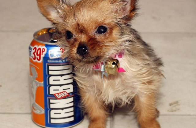 Tilly: Un Chorkie mare...cat o cutie de suc