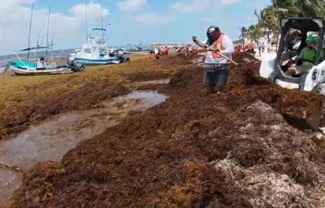 Solutia gasita de Mexic pentru a elimina algele de pe plaje