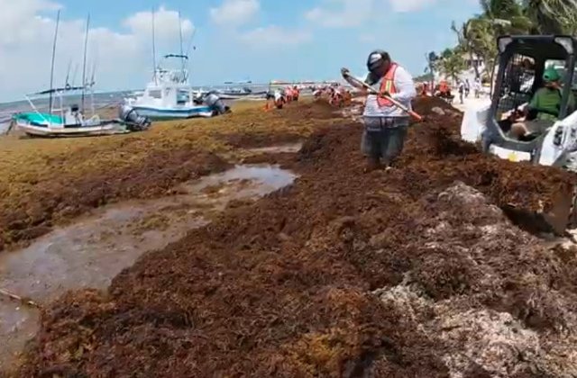 Solutia gasita de Mexic pentru  a elimina algele de pe plaje