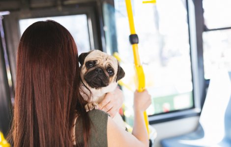  Top  7 trucuri care te ajuta sa te deplasezi mai usor atunci cand ai un caine