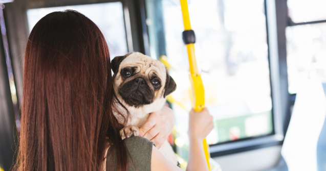  Top  7 trucuri care te ajuta sa te deplasezi mai usor atunci cand ai un caine