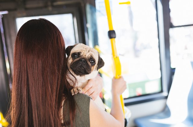 7 trucuri care te ajuta sa te deplasezi mai usor atunci cand ai un caine