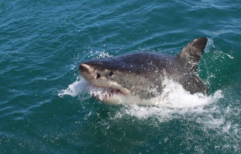 O tanara a murit in fata parintilor, dupa ce a fost atacata de trei rechini, in vacanta in Bahamas