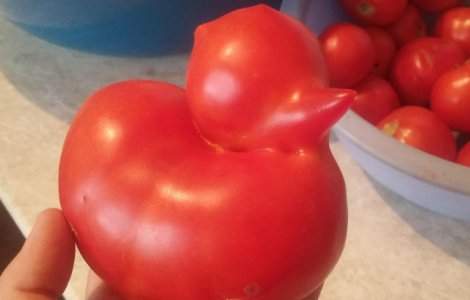  Top  Creatiile naturii: 10+ imagini cu fructe si legume in cele mai ciudate forme