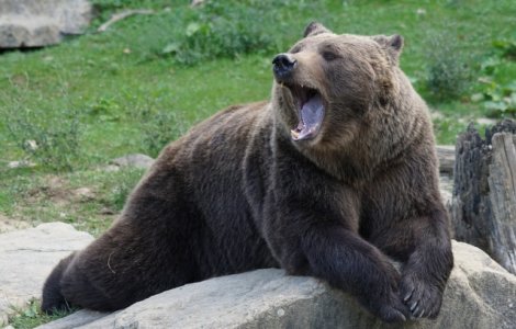 Un urs a intrat in debaraua unei case si a "decis" sa doarma acolo