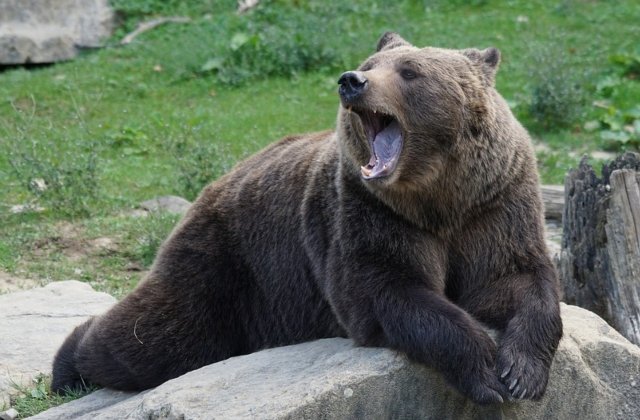 Un urs a intrat in debaraua unei case si a "decis" sa traga un pui de somn, blocand usa / VIDEO