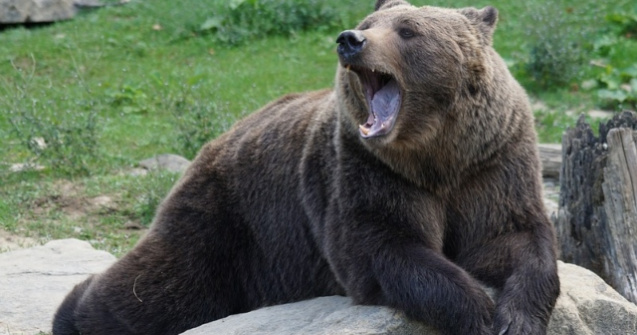 Un urs a intrat in debaraua unei case si a "decis" sa doarma acolo