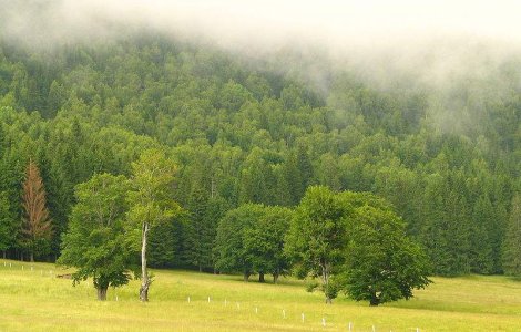 Romania isi vinde padurile, alaturi de terenurile agricole