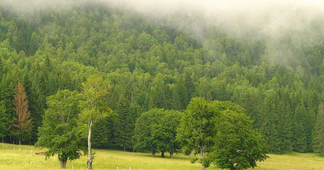 Romania isi vinde padurile, alaturi de terenurile agricole