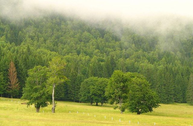 Romania isi vinde padurile, alaturi de terenurile agricole