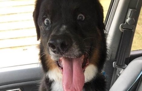  Top  10+ animale care nu isi pot ascunde emotiile in fata stapanilor