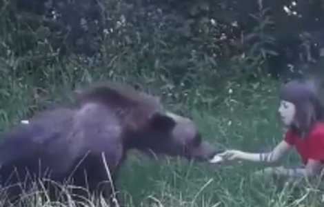 O fetita a fost filmata in timp ce hranea un urs, pe Transfagarasan/ VIDEO