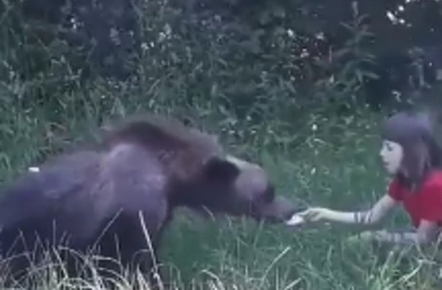 O fetita a fost filmata in timp ce hranea un urs, pe Transfagarasan/ VIDEO