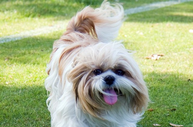 10 rase de caini potrivite pentru persoanele mai putin active