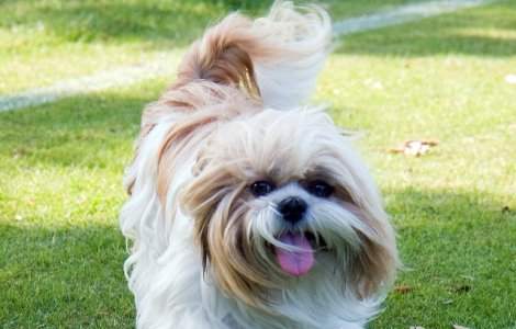  Top  10 rase de caini potrivite pentru persoanele mai putin active