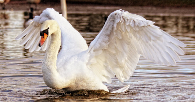 Dublin: O lebada a atacat si ucis un caine intr-un parc, pentru a-si proteja puii