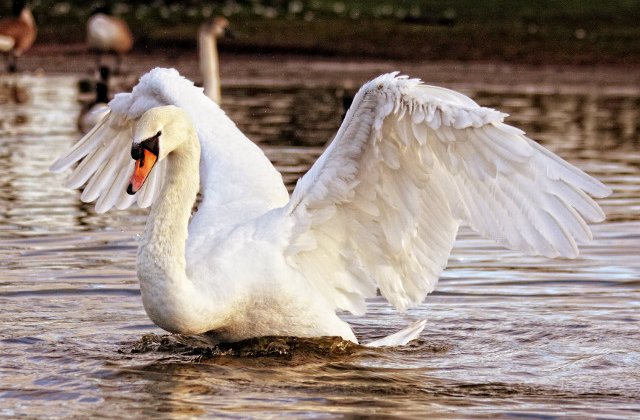 Dublin: O lebada a atacat si ucis un caine intr-un parc, pentru a-si proteja puii