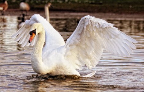 Dublin: O lebada a atacat si ucis un caine intr-un parc, pentru a-si proteja puii