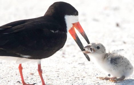 O pasare, surprinsa in timp ce isi hraneste puiul cu un chistoc de tigara/ FOTO