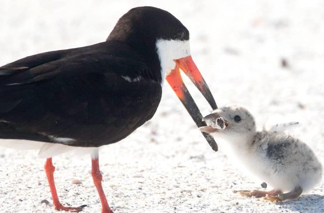 O pasare, surprinsa in timp ce isi hraneste puiul cu un chistoc de tigara/ FOTO