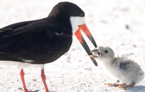 O pasare, surprinsa in timp ce isi hraneste puiul cu un chistoc de tigara/ FOTO