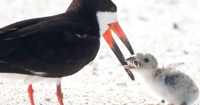 O pasare, surprinsa in timp ce isi hraneste puiul cu un chistoc de tigara/ FOTO