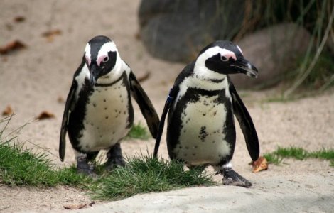 Doi pinguini de acelasi sex au devenit parintii unui pui care a eclozat la Sea Life London