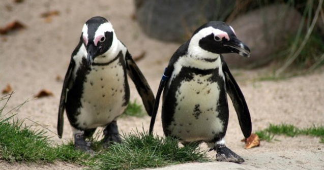 Doi pinguini de acelasi sex au devenit parintii unui pui care a eclozat la Sea Life London