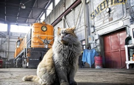  Top  Angajati exemplari: 10+ exemple de pisici care "lucreaza"
