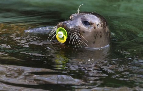 Salvam Planeta sau alertam populatia?